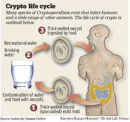 Crypto Parasite