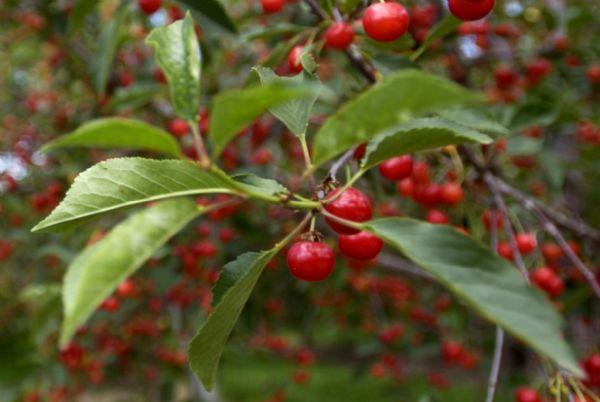 cherry tree utah utah cherry crop is looking the salt lake tribune cherry tree utah utah cherry crop is looking the salt lake tribune