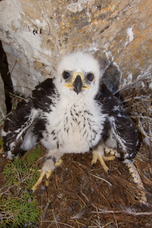 Image result for image of baby eagle