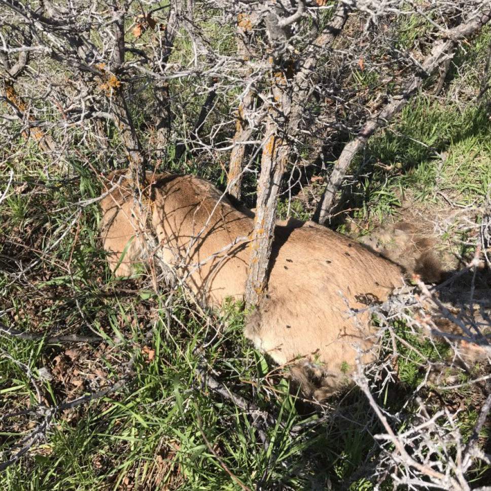north salt lake cougar women This cougar, found in early may above north salt lake, is believed to have been illgeally shot its skull was also removed. north salt lake cougar women This cougar, found in early may above north salt lake, is believed to have been illgeally shot its skull was also removed.