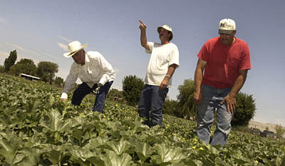 Green River - Jay Vetere (left) and his sons, Tim (center) and Greg looking over their crop of cantelope in Green River.