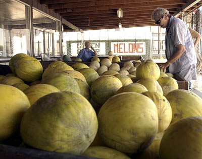 Barbara Handler, from Boulder Colorado, shopping for melons at the Vetere family roadside watermelon stand in Green River.