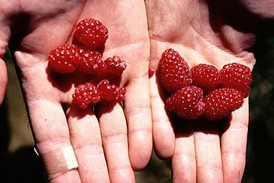 Raspberries recover in Rich County - The Salt Lake Tribune