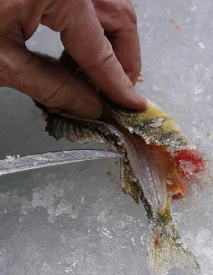 Perch Some Anglers Say The Misunderstood Fish Is Tastier Than Trout The Salt Lake Tribune