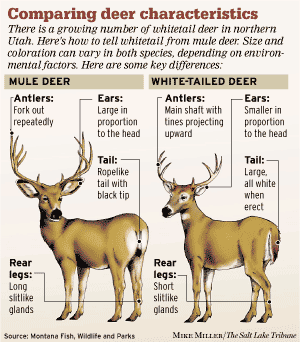 Hunting: Whitetail deer influx brings mixed reaction - The Salt Lake ...