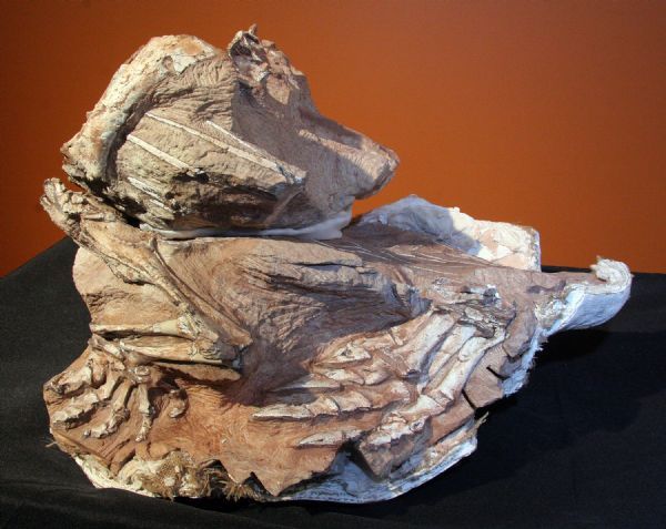 dinosaur bones in sandstone