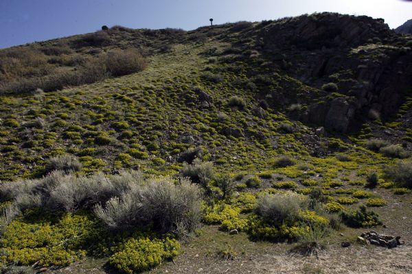 Rick Egan   |  The Salt Lake Tribune

Myrtle spurge creeps up into the foothills above Salt Lake City,  Friday, May 7, 2010.