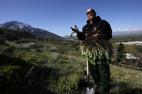 Rick Egan   |  The Salt Lake Tribune

Mike Duncan, botanist for the Wasatch/Cache National Forest, digs up some myrtle spurge in the foothills above Salt Lake City,  Friday, May 7, 2010.