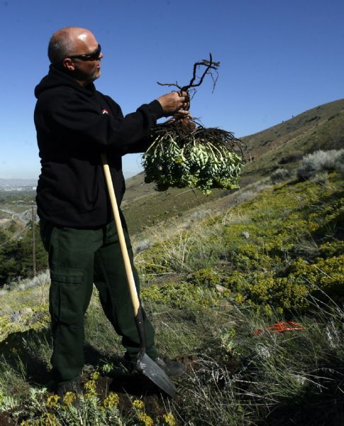 Rick Egan   |  The Salt Lake Tribune

Mike Duncan, botanist for the Wasatch/Cache National Forest, digs up some myrtle spurge in the foothills above Salt Lake City,  Friday, May 7, 2010.