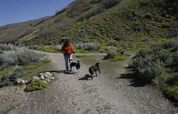 Rick Egan   |  The Salt Lake Tribune

 Kimberly Otto-Biebuyck walks with her dogs, Kiebu and Charlie, in the foothills above Salt Lake City,  Friday, May 7, 2010.
