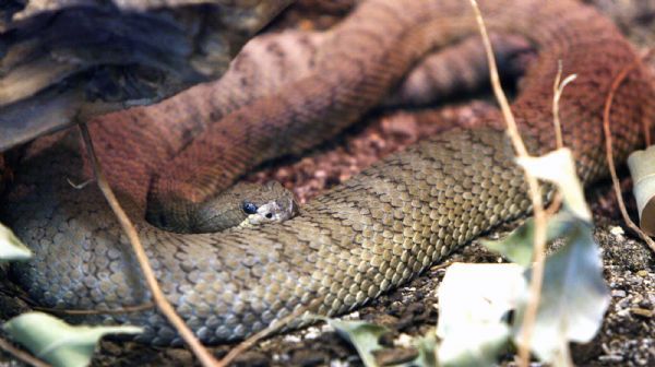 Steve Griffin  |  The Salt Lake Tribune

Salt Lake City - A Great Basin Rattlesnake coils up in its enclosure at the Hogle Zoo  Monday Jun 28, 2010.