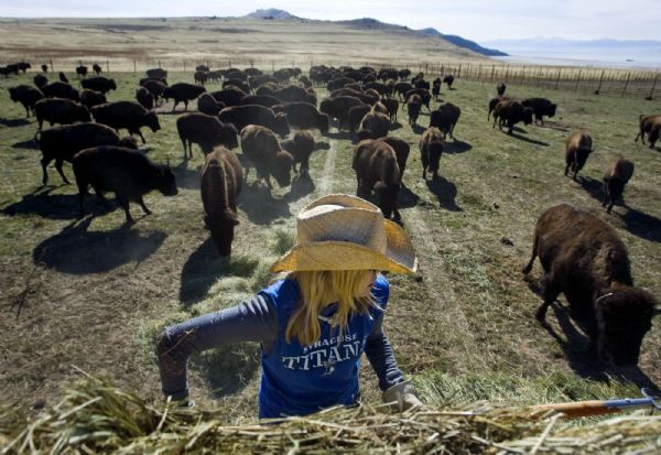 Steve Griffin  |  The Salt Lake Tribune file

Hungry bison follow along as Nikel Taylor pulls hay from a trailer to feed them during the Great Bison Roundup on Antelope Island in November.