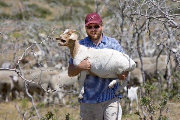 Jason Garn with one of his many goats that are helping create a fire break in the hills above Camp Williams.  The goats and sheep  eat the grasses and brush in a fenced off area  on  Thursday, July 22,2010  photo:Paul Fraughton/ The Salt Lake Tribune