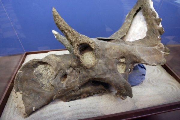 Francisco Kjolseth  |  The Salt Lake Tribune

A diabloceratops skull, collected near Last Chance Creek in Grand Staircase National Monument,  is on display at the Utah Museum of Natural History on the University of Utah campus.