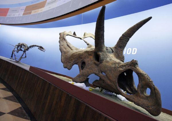 Francisco Kjolseth  |  The Salt Lake Tribune

A skeletal reconstruction of the falcarius utahensis, left, and a skull cast of the Coahuilaceratops magnacuerna are on display at the Utah Museum of Natural History on the University of Utah campus.