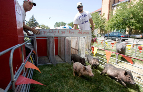 Steve Griffin  |  The Salt Lake Tribune   Father and son Charlie and Ryan Boger run a heat of pigs to test their Ham Bone Express racing track at the Utah State Fair. The fair continues through Sunday.