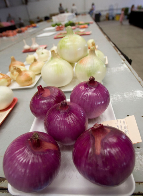 Steve Griffin  |  The Salt Lake Tribune&#xA; &#xA;Some of the produce at this year's Utah State Fair in Salt Lake City on Wednesday, Sept. 8, 2010.