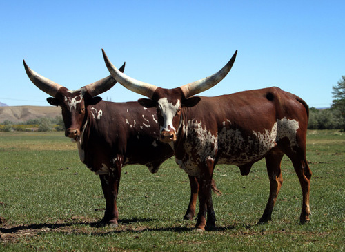 Rick Egan   |  The Salt Lake Tribune
Duane Gilbert, has a ranch in Castle Dale, Utah, dedicated to zebras and Watusi cattle.