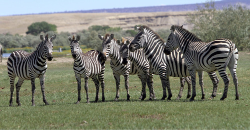 Rick Egan   |  The Salt Lake Tribune

 Duane Gilbert, has a ranch in Castle Dale, Utah, dedicated to zebras and Watusi cattle.  Friday, September 10, 2010.