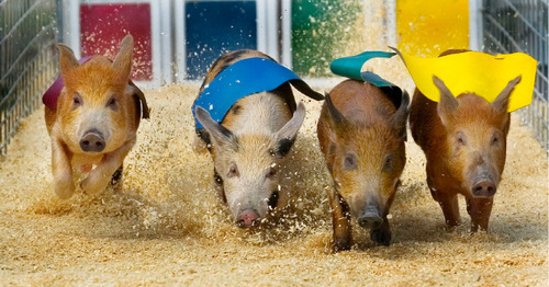 Steve Griffin | The Salt Lake Tribune&#xA;&#xA;With sawdust flying and their colors flapping, four pigs from the Cook's Racing Pig show head for the first and only corner during their race at the opening day of the Utah State Fair in Salt Lake City, Sept. 8, 2005.