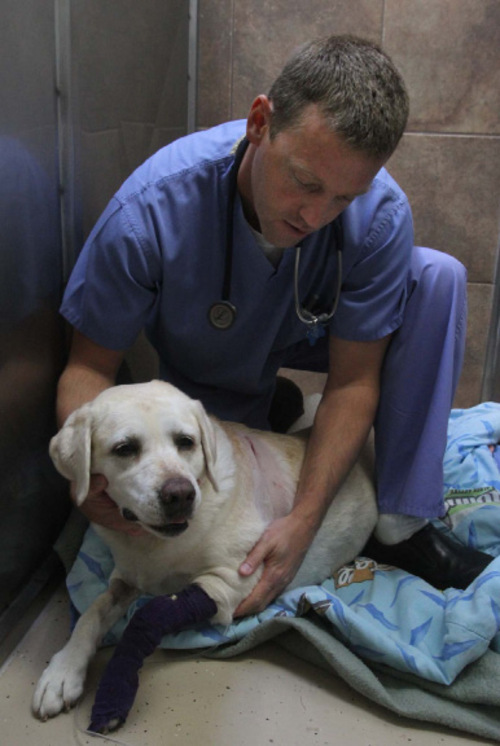 Rick Egan   |  The Salt Lake Tribune&#xA;&#xA;Dr Rob Bagley, DVM, checks out Honey, a 9-year-old Labrador retriever,  the state's first recipient of a new stem cell treatment for degenerative diseases. Bagley used the animal's own fatty tissue, which was processed and injected into its damaged joints, at Cottonwood Animal Hospital Friday, September 17, 2010.
