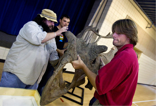 Djamila Grossman  |  The Salt Lake Tribune

From left: Mark Loewen, a research curator,  Paulmichael Maxfield, a gallery programs coordinator, and Scott Pettett, a public relations associate, all with the Utah Museum of Natural History, pack up a cast of the skull of a new dinosaur species, after presenting it to the students of Daybreak Elementary School in South Jordan, Wednesday, Sept. 22, 2010. The Utahceratops, seen in the photo, and the Kosmoceratops were officially named Wednesday, after 10 years of research.
