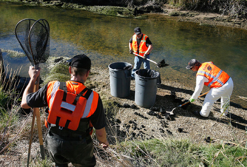 Scott Sommerdorf  l  The Salt Lake Tribune&#xA;A cleanup crew from Enviro Care collects oil and chunks of oil deposited along the banks of the Strawberry River. An illegal dumping of oil into the Strawberry River near near the Duchesne County Fairgrounds was being contained and cleaned up early Saturday morning, September 24, 2010.