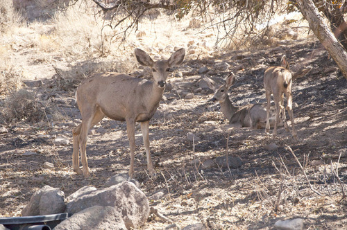 Michael Mangum  |  The Salt Lake Tribune&#xA;&#xA;Deer lounge amongst burned trees and shrubbery on Val Johnsons property in Herriman on Saturday, September 25, 2010. The deer, whom Johnson feeds and refers to as his own, were unharmed by the Machine Gun fire.