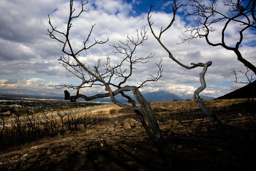 Djamila Grossman  |  The Salt Lake Tribune
A view of the mountainside above Herriman scorched in the recent Machine Gun Fire.