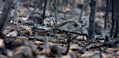 Djamila Grossman  |  The Salt Lake Tribune
A view of burnt trees on the mountainside above Herriman that was scorched in the recent Machine Gun Fire, Friday, Oct. 8, 2010.