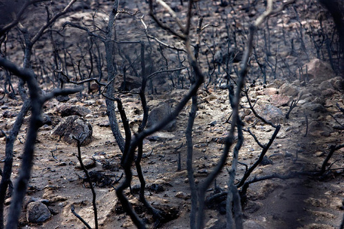 Djamila Grossman  |  The Salt Lake Tribune
A view of burnt trees on the mountainside above Herriman that was scorched in the recent Machine Gun Fire, Friday, Oct. 8, 2010.