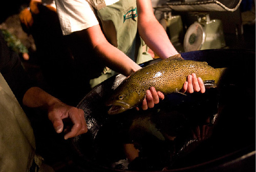 Djamila Grossman  |  The Salt Lake Tribune&#xA;&#xA;A fish is passed on while being measured, weighed and tagged, during an electro shocking survey conducted by Utah Division of Wildlife Resources fisheries biologists on the Green River below Flaming Gorge Dam, September 13, 2010. The survey, in which fish are caught and tagged, is conducted twice annually and helps determine the health and numbers of fish in the river.