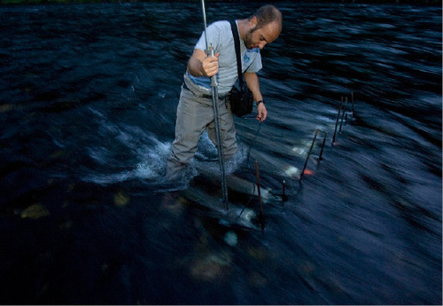 Djamila Grossman  |  The Salt Lake Tribune&#xA;&#xA;Scott Miller, the director of the National Aquatic Monitoring Center at Utah State University sets up nets to catch fish to research their diet  in the Green River below Flaming Gorge Dam, September 13, 2010. The research was done in conjunction with the Utah Division of Wildlife Resources officials, who conducted an electroshocking survey in which fish are caught and tagged twice annually to determine the health and numbers of fish in the river.