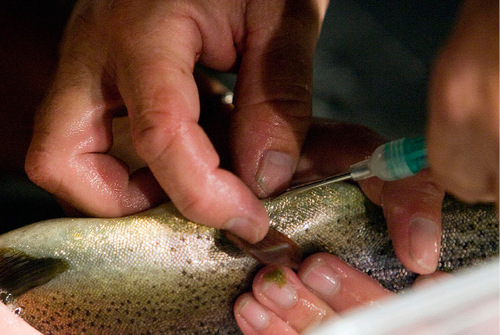 Djamila Grossman  |  The Salt Lake Tribune&#xA;&#xA;A fish is injected with a small chip so it can be scanned and recognized when caught again, during an electro shocking survey conducted by Utah Division of Wildlife Resources fisheries biologists on the Green River below Flaming Gorge Dam, September 13, 2010. The survey, in which fish are caught and tagged, is conducted twice annually and helps determine the health and numbers of fish in the river.