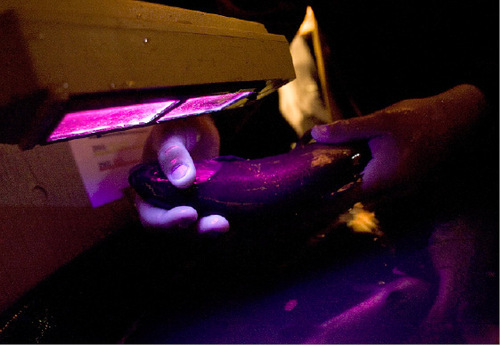 Djamila Grossman  |  The Salt Lake Tribune&#xA;&#xA;A fish is held under a black light to determine its approximate age during an electro shocking survey conducted by Utah Division of Wildlife Resources fisheries biologists on the Green River below Flaming Gorge Dam, September 13, 2010. The survey, in which fish are caught and tagged, is conducted twice annually and helps determine the health and numbers of fish in the river.