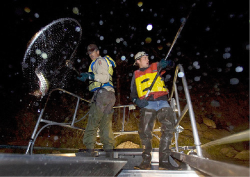 Djamila Grossman  |  The Salt Lake Tribune&#xA;&#xA;Utah Division of Wildlife Resources district conservation officer Jack Lytle and Casey Snider put fish in a tank on a boat, during an electroshocking survey on the Green River below Flaming Gorge Dam, September 13, 2010. The survey, in which fish are caught and tagged, is conducted twice annually and helps determine the health and numbers of fish in the river.