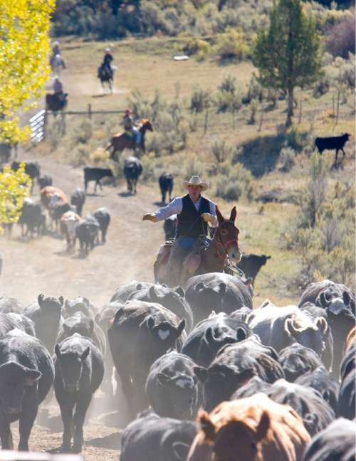 Al Hartmann  |  Salt Lake Tribune&#xA;Cowboy trails cattle down the mountain from Summer grazing pastures in Diamond Fork Canyon.  Some 500-600 were rounded up and driven several miles to a corral for separating in Spanish Fork Canyon.