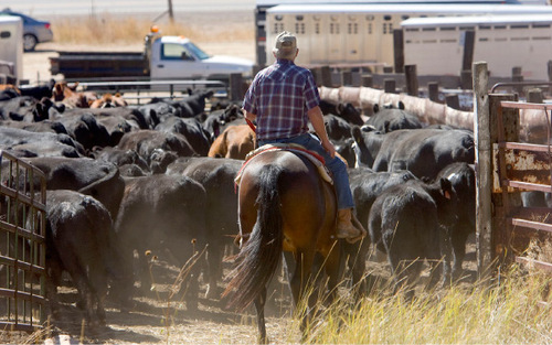 Al Hartmann  |  Salt Lake Tribune&#xA;Last of the cattle are driven into corral in Spanish Fork Canyon after being driven off Summer grazing land on U.S Forest Service land in diamond Creek Canyon.