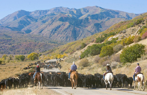 Al Hartmann  |  Salt Lake Tribune&#xA;Cowboys drive 500-600 cattle from Summer grazing pastures in Diamond Fork Canyon down the road  to U.S Highway 6 where corrals will pen them for separating.