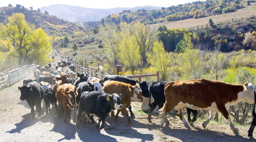 Al Hartmann  |  Salt Lake Tribune&#xA; Cattle come down the mountain from Summer grazing pastures in Diamond Fork Canyon.  Some 500-600 were rounded up and driven several miles to a corral for separating in Spanish Fork Canyon.