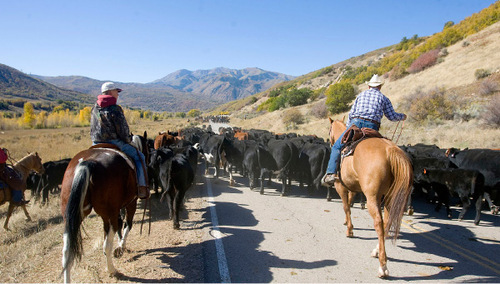 Al Hartmann  |  Salt Lake Tribune&#xA;Cowboys drive 500-600 cattle from Summer grazing pastures in Diamond Fork Canyon down the road  to U.S Highway 6 where corrals will pen them for separaiting by brand.
