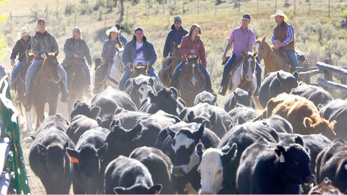 Al Hartmann  |  Salt Lake Tribune&#xA;Cowboys bring cattle down the mountain from Summer grazing pastures in Diamond Fork Canyon.  Some 500-600 were rounded up and driven several miles to a corral for separating in Spanish Fork Canyon.