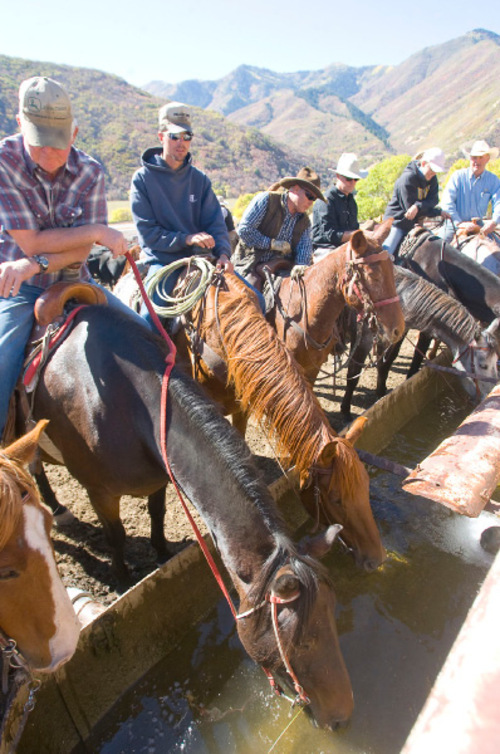 Al Hartmann  |  Salt Lake Tribune&#xA;At end of drive horses are thirsty and drink from water trough at the cattle corral.