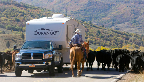 Al Hartmann  |  Salt Lake Tribune&#xA;Cowboy drives 500-600 cattle from Summer grazing pastures in Diamond Fork Canyon down the road  to U.S Highway 6 where corrals will pen them for separating.   Along the way drivers yield to the moving herd.