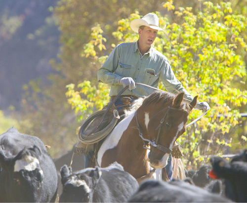 Al Hartmann  |  Salt Lake Tribune&#xA;Brent Money drives the last of the cattle into corral in Spanish Fork Canyon.