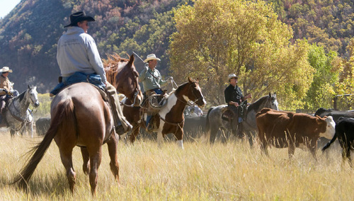Al Hartmann  |  Salt Lake Tribune
Cowboys drive 500-600 cattle from Summer grazing pastures in Diamond Fork to corrals in Spanish Fork Canyon where they will searated by brand.