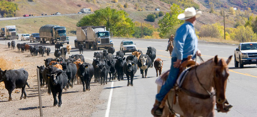 Al Hartmann  |  Salt Lake Tribune&#xA;Cowboy drive 500-600 cattle from Summer grazing pastures in Diamond Fork Canyon down the road  to U.S Highway 6 where corrals will pen them for separaiting.   Along Highway 6 the cowboys keep the cattle from straying onto the road.  Traffic slows for this scene of the old west.