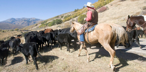 Al Hartmann  |  Salt Lake Tribune&#xA;Cowboy drive 500-600 cattle from Summer grazing pastures in Diamond Fork Canyon down the road  to U.S Highway 6 where corrals will pen them for separating by brand.