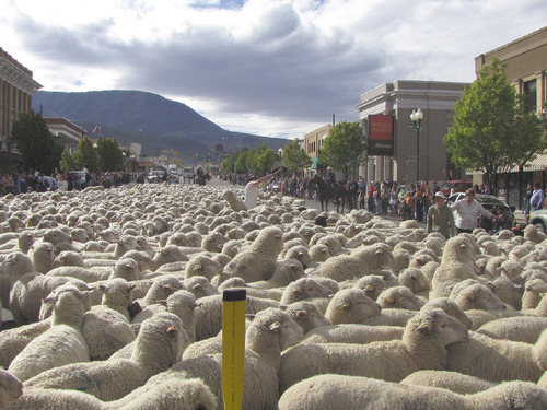 Mark Havnes  |  The Salt Lake Tribune
Cedar City's Main Street turned into a river of wool on Saturday as more than 1,000 sheep that had been graing in the mountains all summer were herded down Main Street as part of the Cedar Livestock and Heritage Festival.