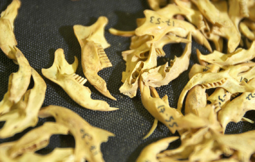 Rick Egan   |  The Salt Lake Tribune&#xA;A large collection of tiny jaw bones from pack rats, wood rats and other species are housed at the Utah Musuem of Natural History. The bones were found in the Homestead Cave in the West Desert, where a treasure trove of rodent bones, deposited by owls over centuries, has provided info about mammal populations and the effects of climate change. Materials unearthed at the cave are stored at the Museum of Natural History.